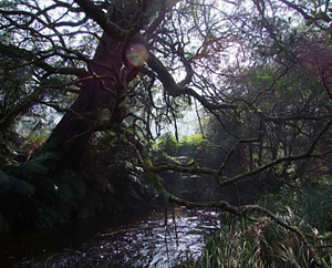 Fragrantica image 2