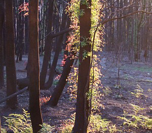 Fragrantica image 2