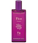 Fico / Fig