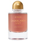 Casablanca Lily 2025
