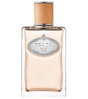 Infusion de Santal Chai