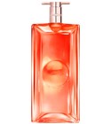 Idôle Peach ‘N Roses