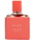 Orchid Intense 2018 Zara