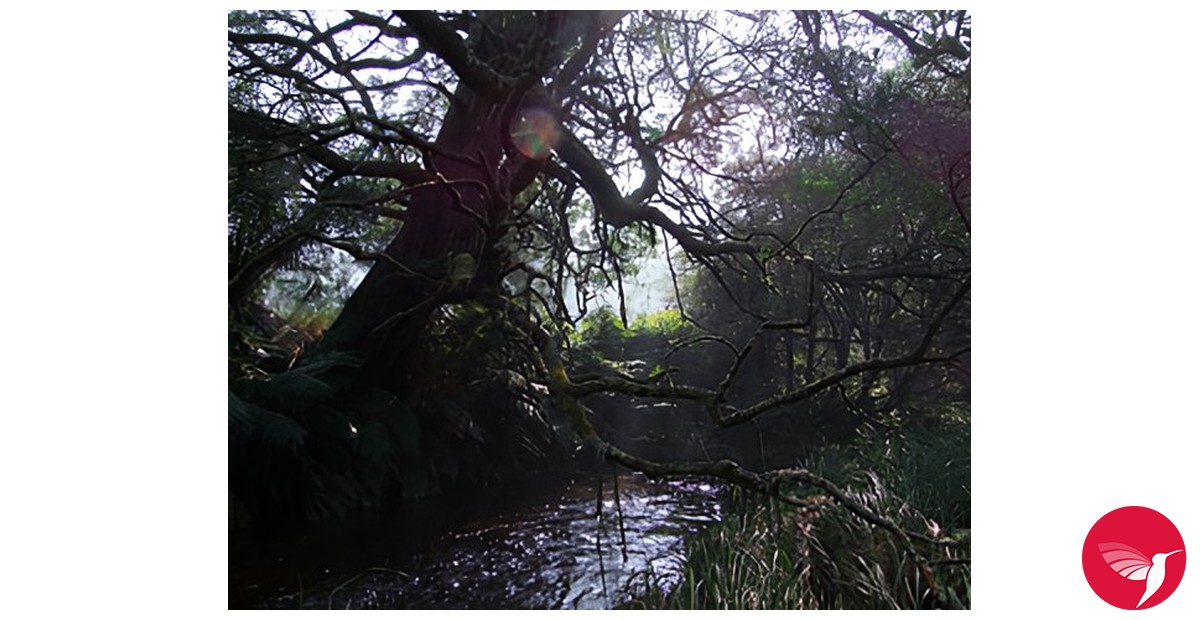 Fragrantica image 3