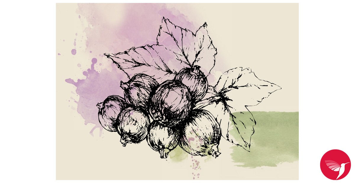 Fragrantica image 3