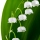 Muguet