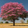 Pink Ipê Tree