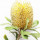 Banksia Australian