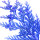 Australian Blue Cypress