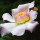 Gustavia Flower