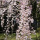 Weeping Cherry Blossom