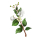 Lemon Myrtle