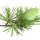 Himalayan Cedar
