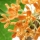 Yunnan Osmanthus