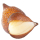 Salak
