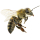 Western Honey Bee