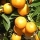 Citrus Japonica