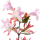 Abelia