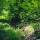 Forest Foliage