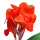 Canna flower
