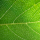Chlorophyll
