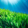 Posidonia