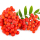 Ashberry