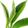 Jin Xuan tea leaves