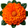 African Marigold