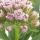 Milkweeds