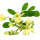 Moringa Blossom