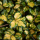 Silverthorn
