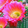 Cactus Blossom