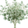 Baby’s Breath