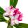 Winter Daphne
