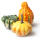 Flowering Gourd