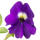 Amethyst Flower