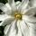 Star Magnolia