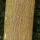 Paper Mulberry
