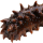 Sea cucumber