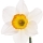 French Narcissus