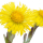Tussilago farfara