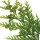 Cypress Leaf