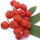 Rowanberry
