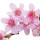Sour Cherry Blossom
