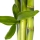 bamboo plant