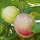 Cassowary Fruit