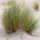 Ammophila (Beach Grass)