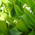Lily-of-the-Valley Leaves