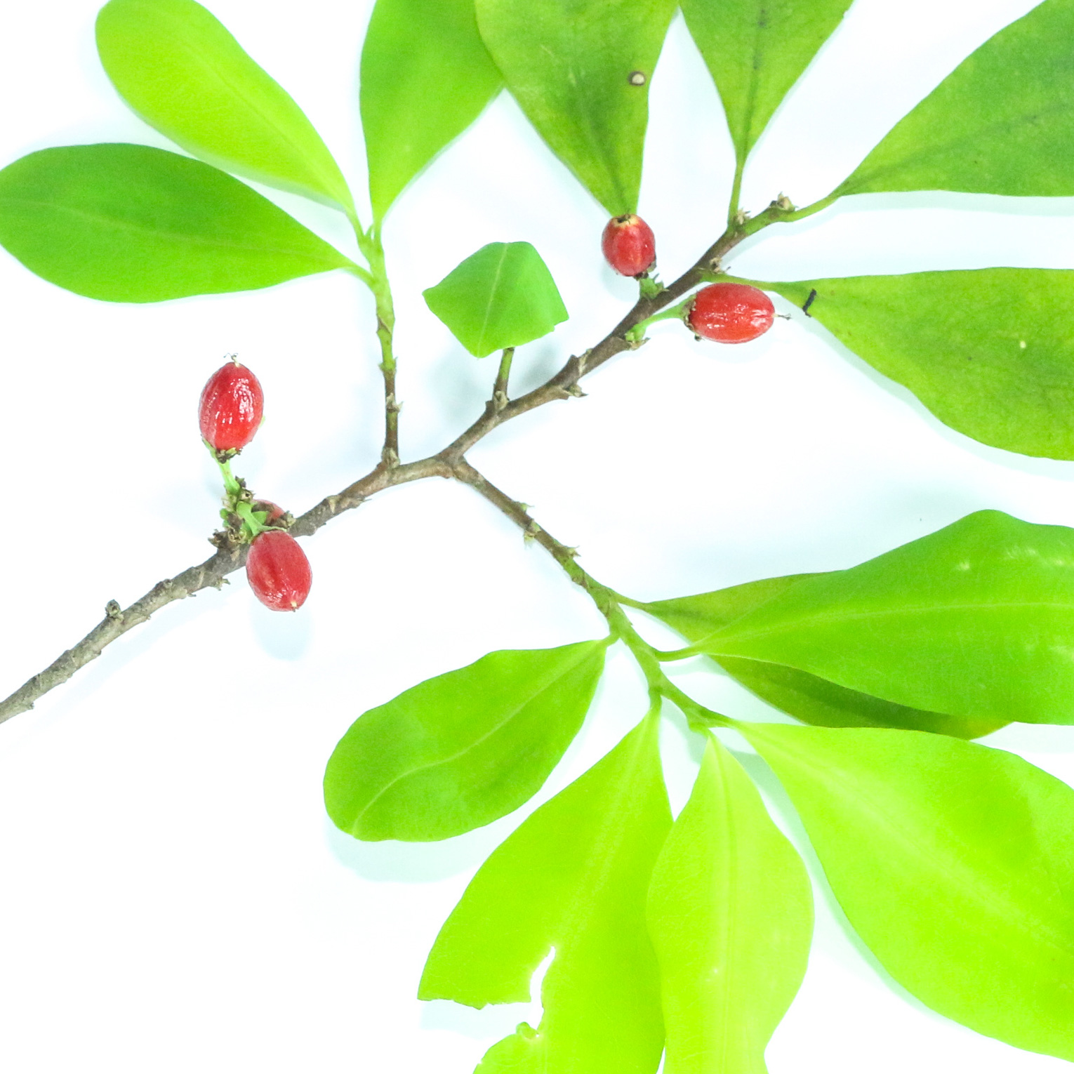 Coca Boliviana ou Peruana